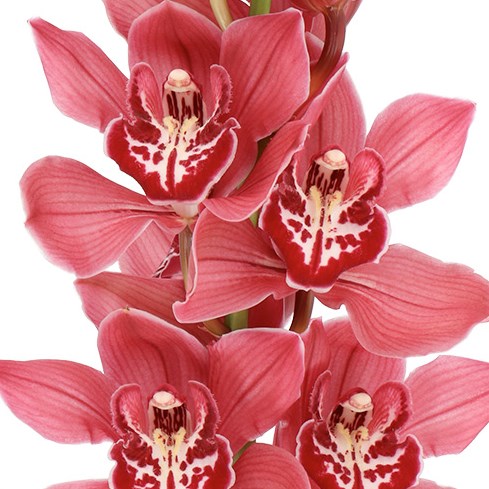 CYMBIDIUM ORCHID FERR-ARI