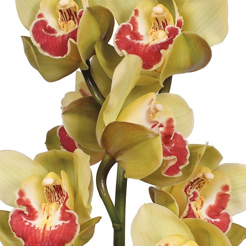 CYMBIDIUM ORCHID FIONA