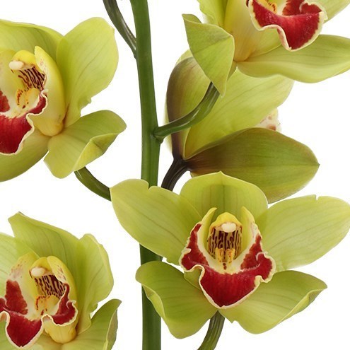 CYMBIDIUM ORCHID FIONA