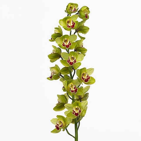 CYMBIDIUM ORCHID FIONA