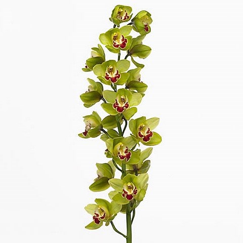 CYMBIDIUM ORCHID FIONA