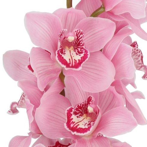 CYMBIDIUM ORCHID FIREGLOW