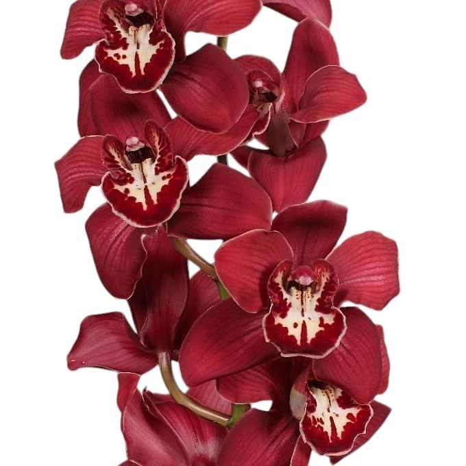CYMBIDIUM ORCHID FLAMEFLOR