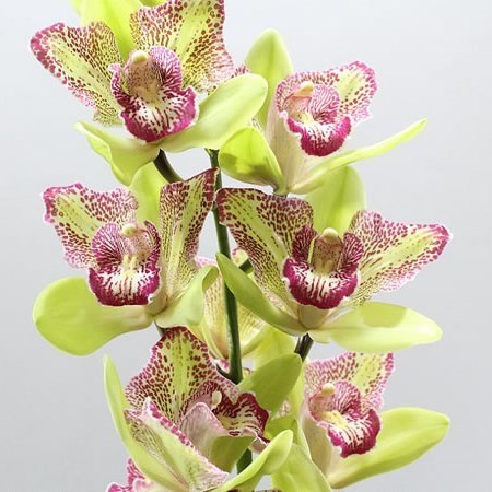 CYMBIDIUM ORCHID FLAMINGO