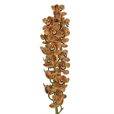 CYMBIDIUM ORCHID FLORIDA