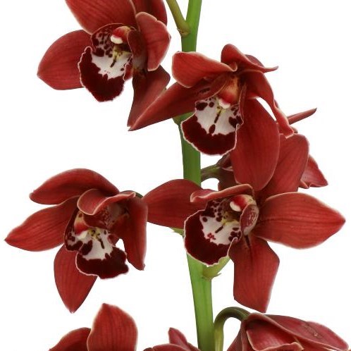 CYMBIDIUM ORCHID FLYING HIGH