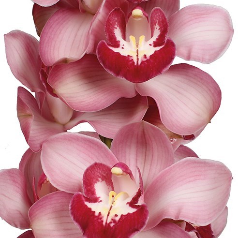 CYMBIDIUM ORCHID FREEKE