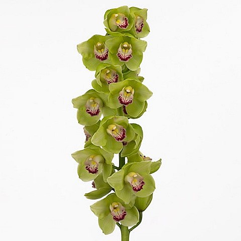 CYMBIDIUM ORCHID FRENCH MUSTARD