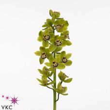 CYMBIDIUM ORCHID FRENCH MUSTARD