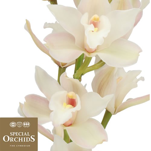 CYMBIDIUM ORCHID FROZEN (GROWER PACK)