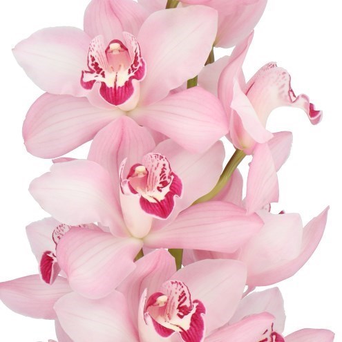 CYMBIDIUM ORCHID GEISHA GIRL