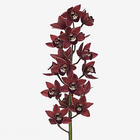CYMBIDIUM ORCHID GEORGINA