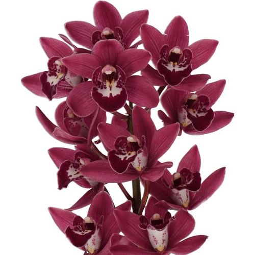 CYMBIDIUM ORCHID GEORGINA