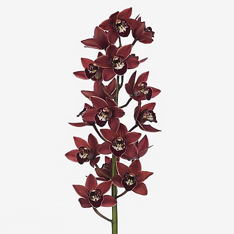 CYMBIDIUM ORCHID GEORGINA