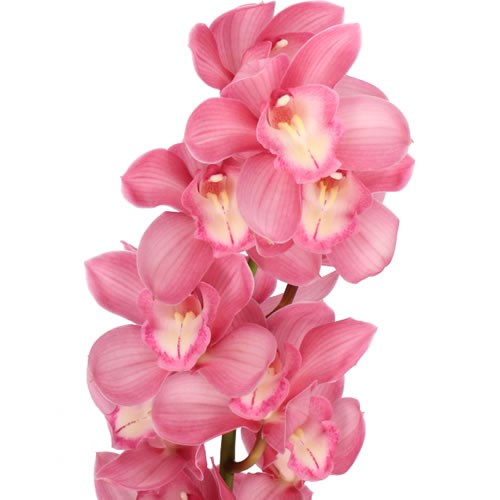 CYMBIDIUM ORCHID GERRY