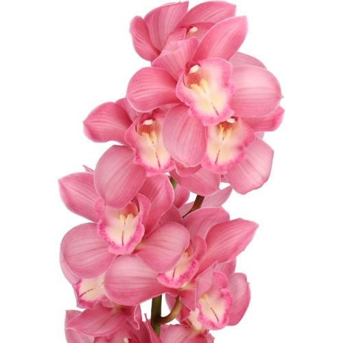 CYMBIDIUM ORCHID GERRY