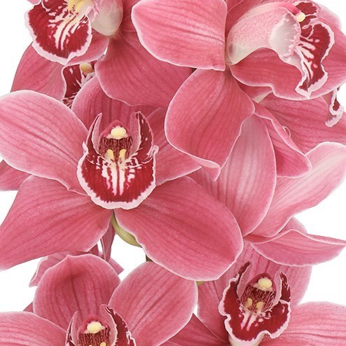 CYMBIDIUM ORCHID GIGI