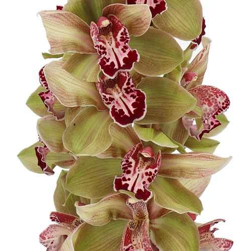CYMBIDIUM ORCHID GIMMICK