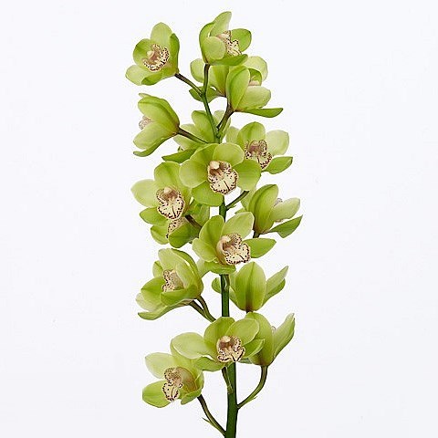 CYMBIDIUM ORCHID GLADYS