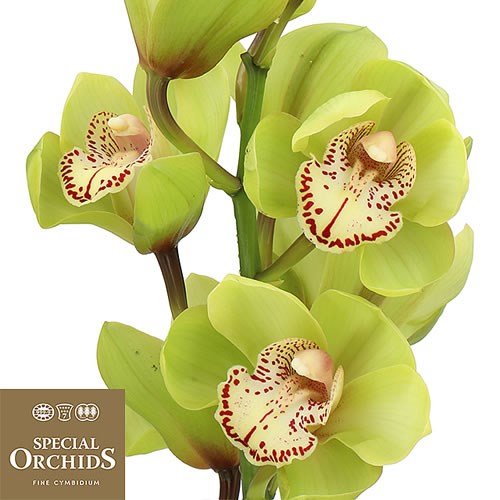 CYMBIDIUM ORCHID GLADYS (GROWER PACK)
