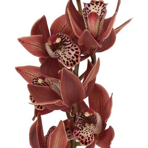 CYMBIDIUM ORCHID GOING WEST