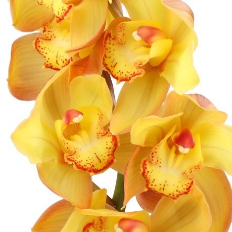 CYMBIDIUM ORCHID GOLD