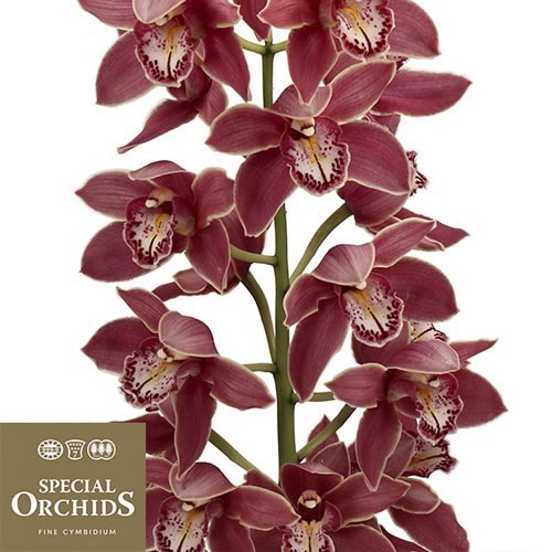 CYMBIDIUM ORCHID GRAND CANYON