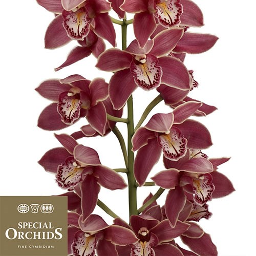CYMBIDIUM ORCHID GRAND CANYON (GROWER PACK)