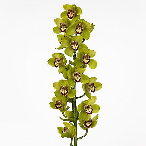CYMBIDIUM ORCHID GREEN ART