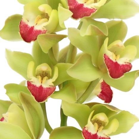 CYMBIDIUM ORCHID GREEN BREEZE LISA