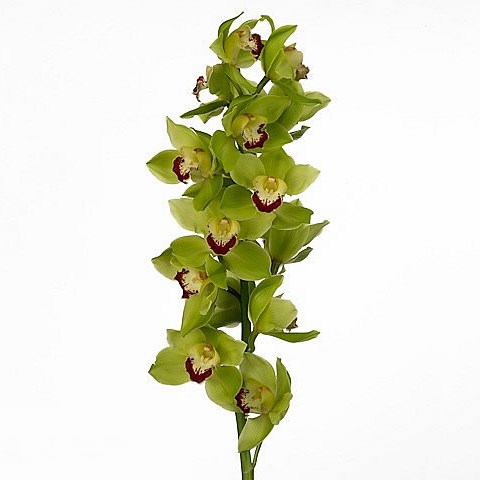 CYMBIDIUM ORCHID GREEN CHOICE