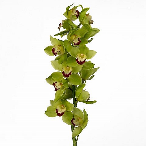 CYMBIDIUM ORCHID GREEN CHOICE