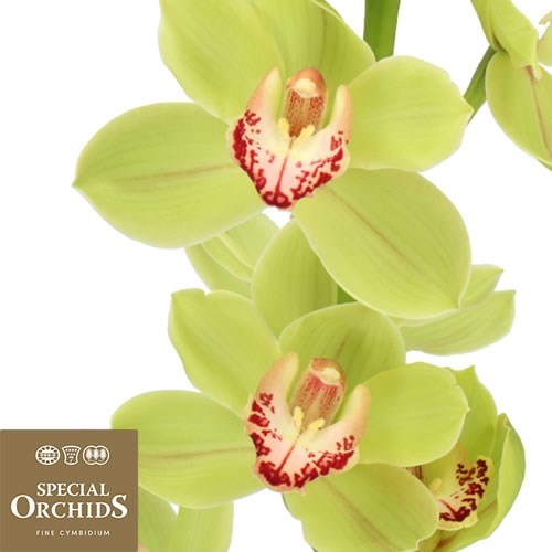 CYMBIDIUM ORCHID GREEN MEADOWS