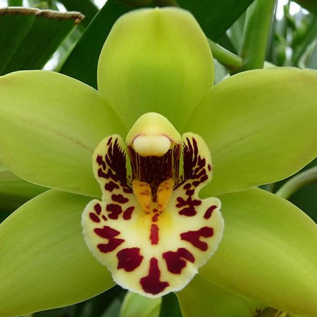 CYMBIDIUM ORCHID GREEN THUMB