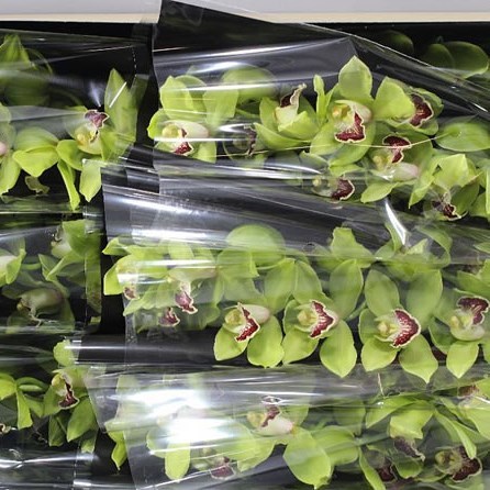 CYMBIDIUM ORCHID GREEN VALLEY