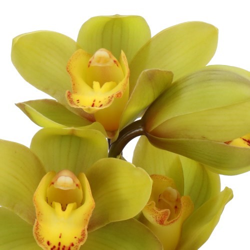 CYMBIDIUM ORCHID GREENFLAME