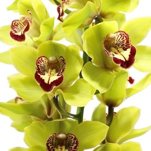 CYMBIDIUM ORCHID HANS