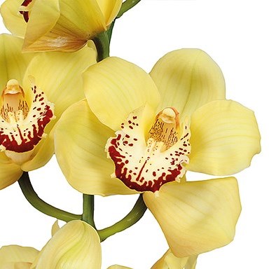 CYMBIDIUM ORCHID HARMONI