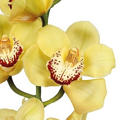 CYMBIDIUM ORCHID HARMONIE