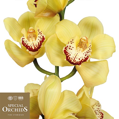CYMBIDIUM ORCHID HARMONIE (GROWER PACK)