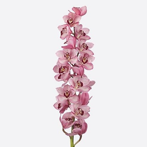 CYMBIDIUM ORCHID HMS LAZISE