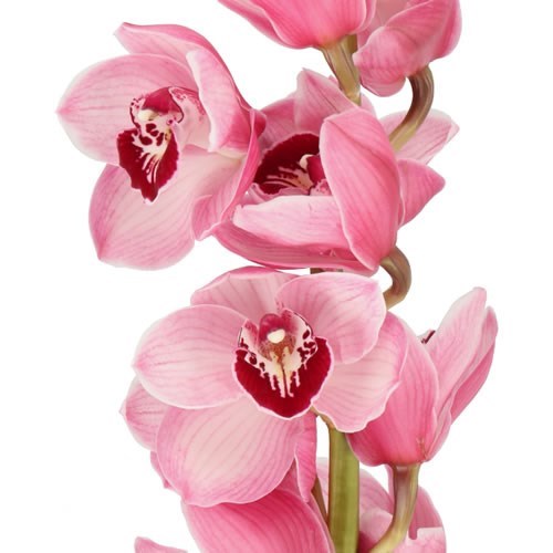 CYMBIDIUM ORCHID HMS LAZISE