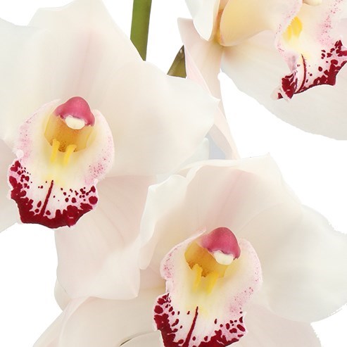 CYMBIDIUM ORCHID HMS MONTREUX