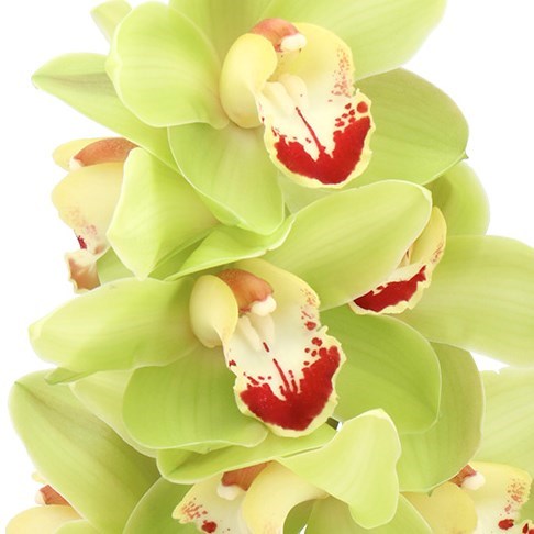 CYMBIDIUM ORCHID HMS PALERMO