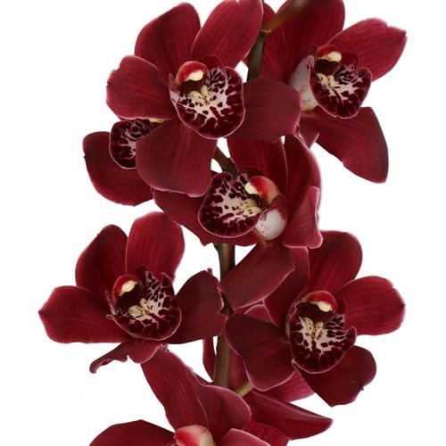 CYMBIDIUM ORCHID HOWARD RED