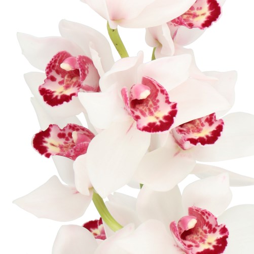 CYMBIDIUM ORCHID ICE AND FIRE