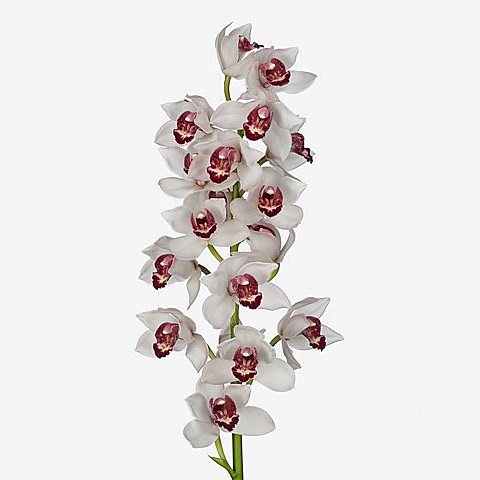 CYMBIDIUM ORCHID ICE AND FIRE