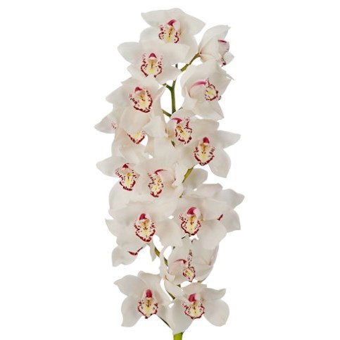 CYMBIDIUM ORCHID ICE BEAR