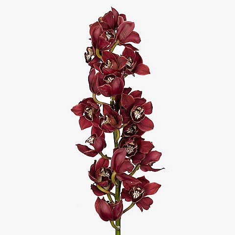CYMBIDIUM ORCHID INFERNO