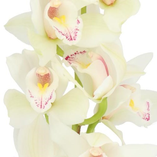 CYMBIDIUM ORCHID INSIGNE